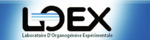 LOEX logo